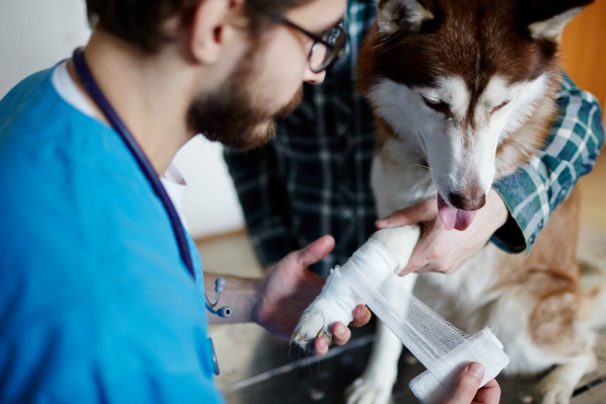 bandaging paw 2023 11 27 05 09 38 utc 2048x1365 1
